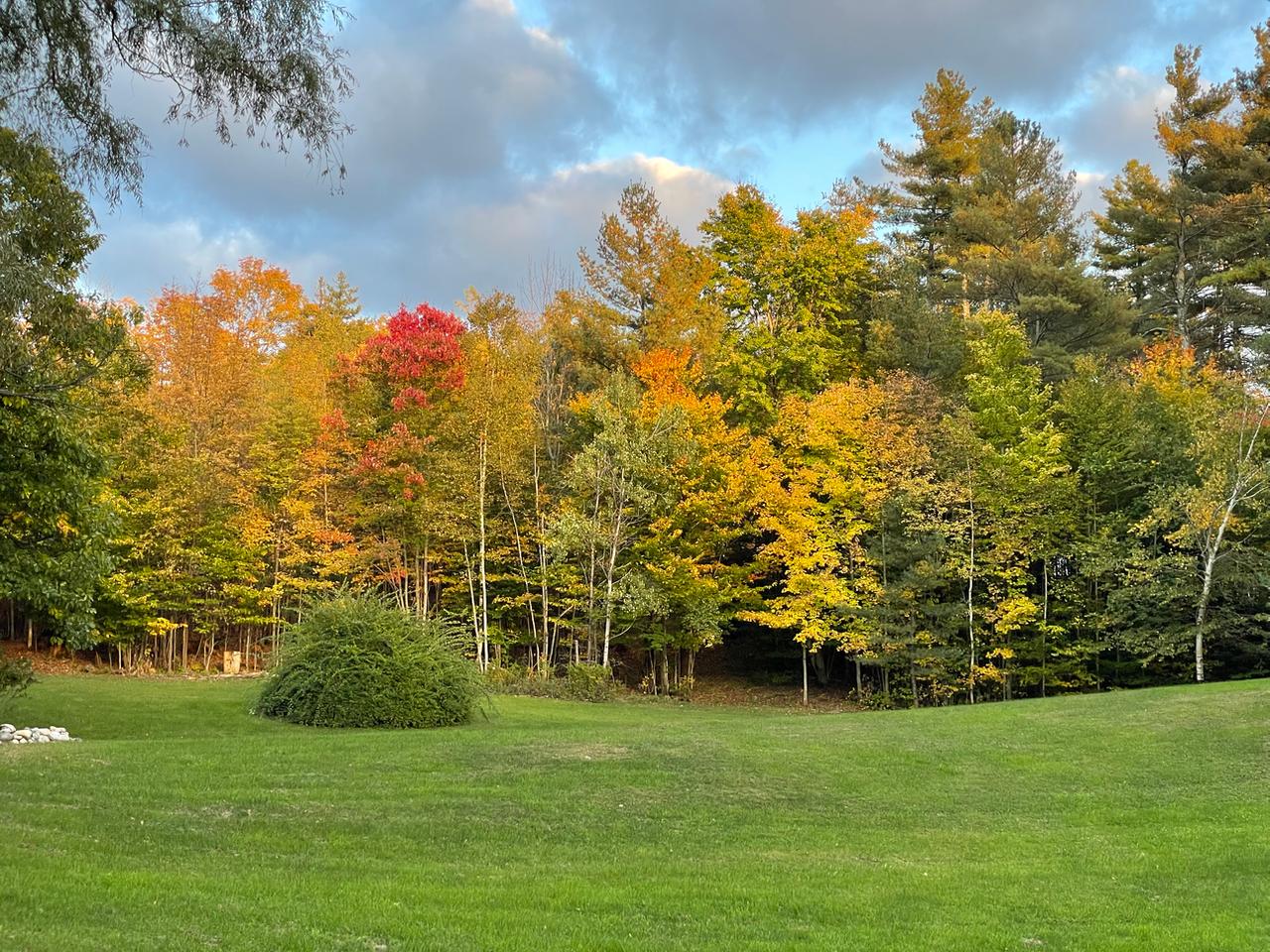 Yard with peak fall foliage
