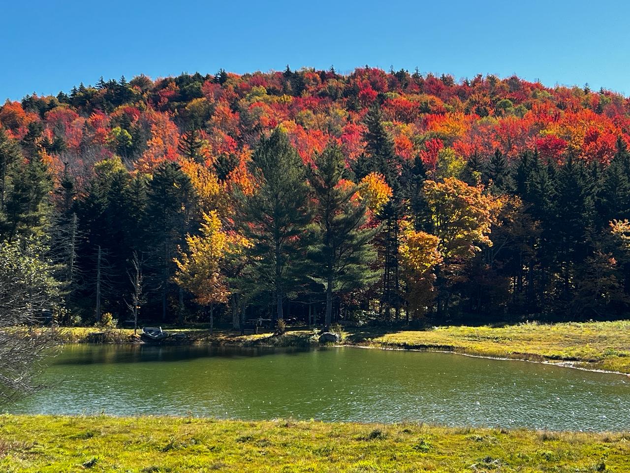Pond with autumn foliage