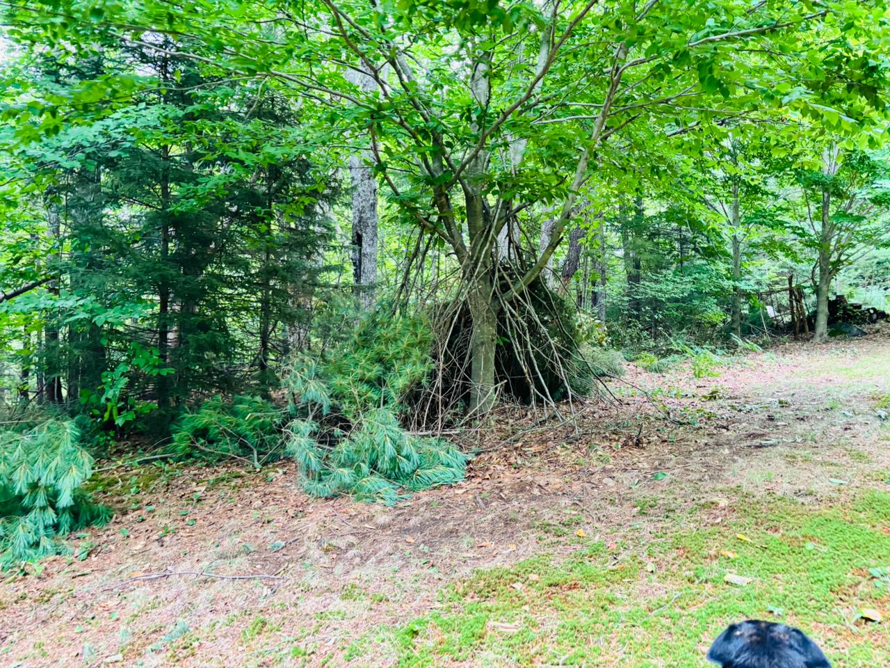 Wooded area with stick fort